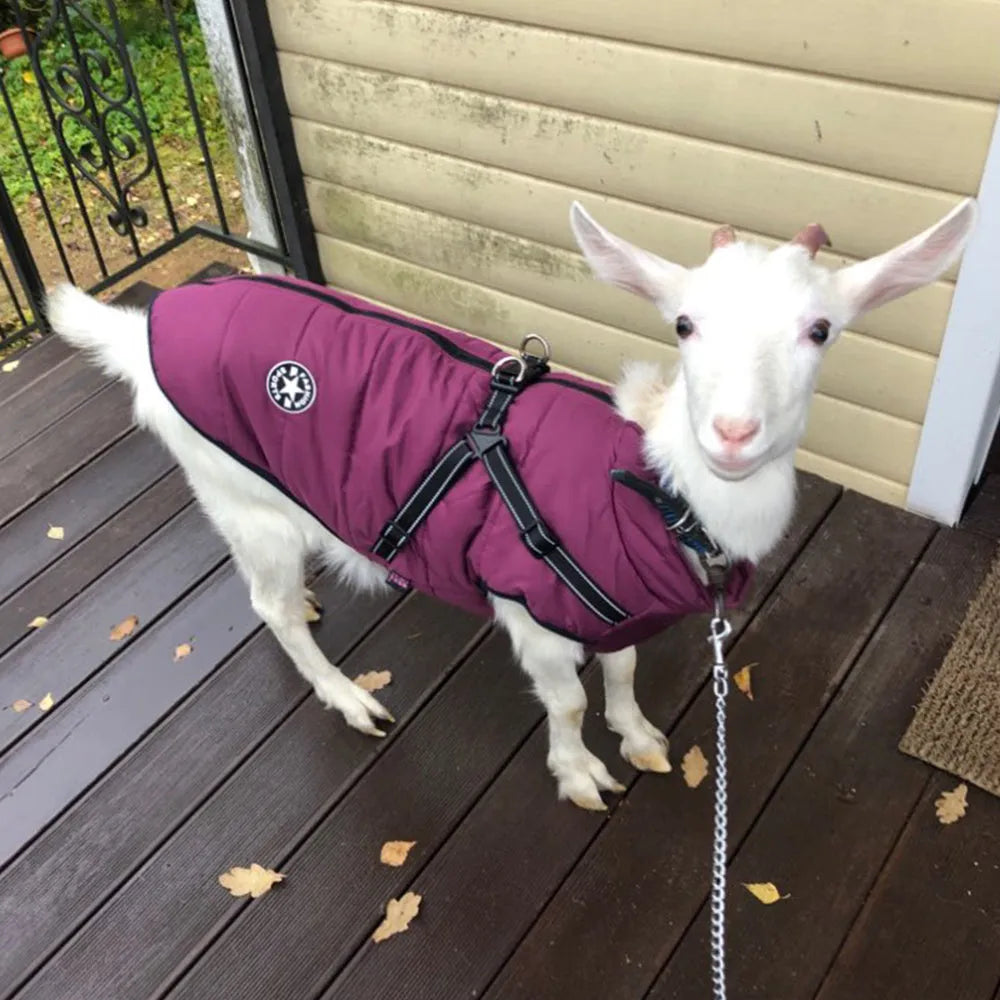 A red waterproof dog coat with an integrated harness on a Labrador retriever.