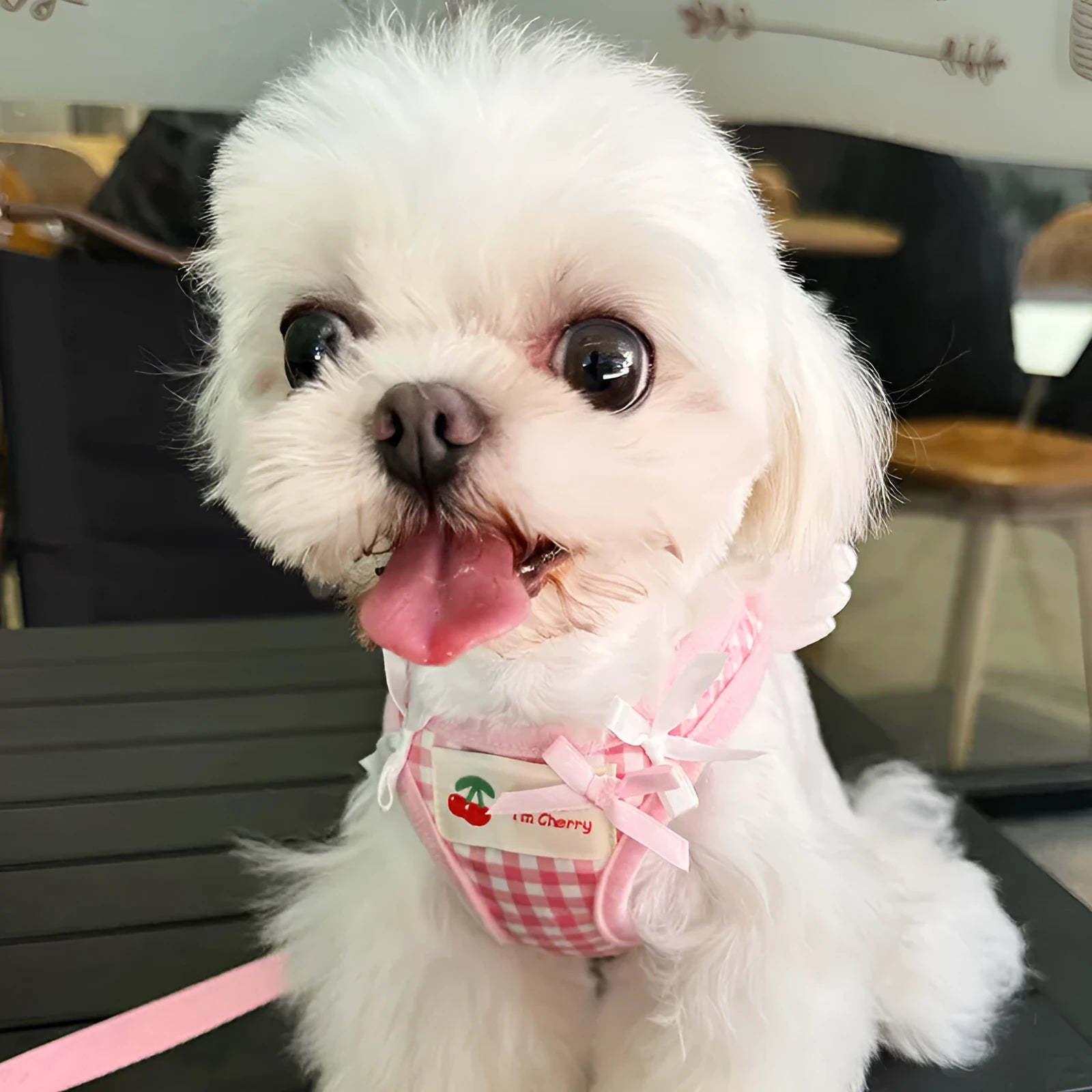 Small dog wearing pink cotton chest and back harness with adjustable straps