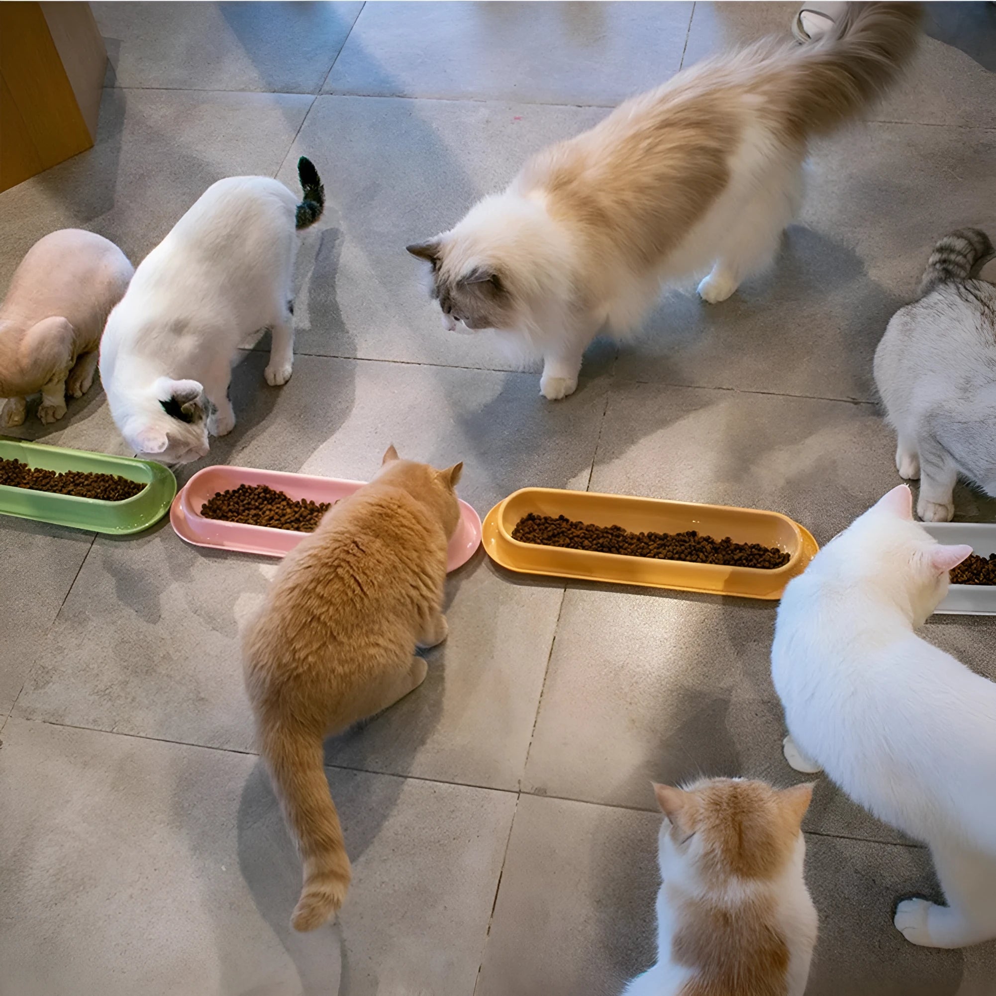 Green portable pet bowl set with two bowls and a silicone leakproof mat for cats and dogs.