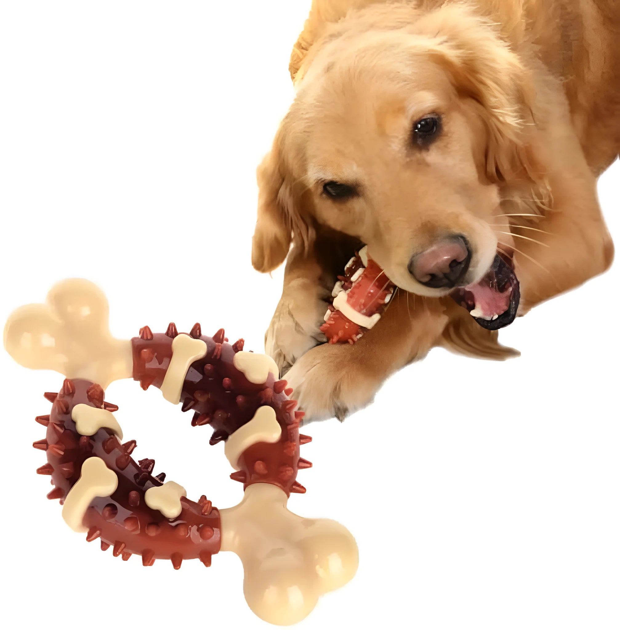 Bone-shaped natural rubber dog molar chew toy for teeth grinding and anxiety relief in two size options