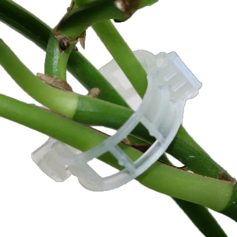 A pack of 50 plastic plant grafting clips for tomato and garden twig support.