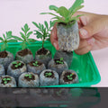 Succulent gardening tools set with blue and orange seedling cloth, mini rake, tweezers, and spray bottle