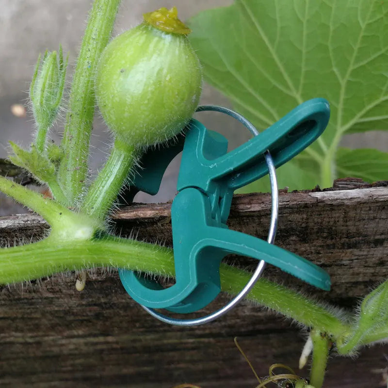 Green plastic and zinc plant fixing clips for supporting climbing tomato and cucumber vines.