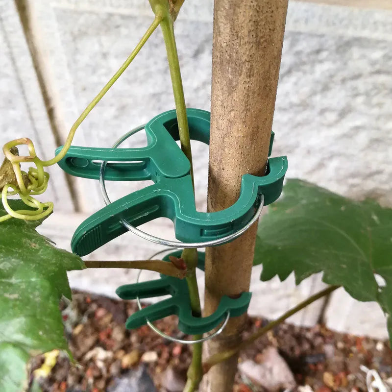 Green plastic and zinc plant fixing clips for supporting climbing tomato and cucumber vines.