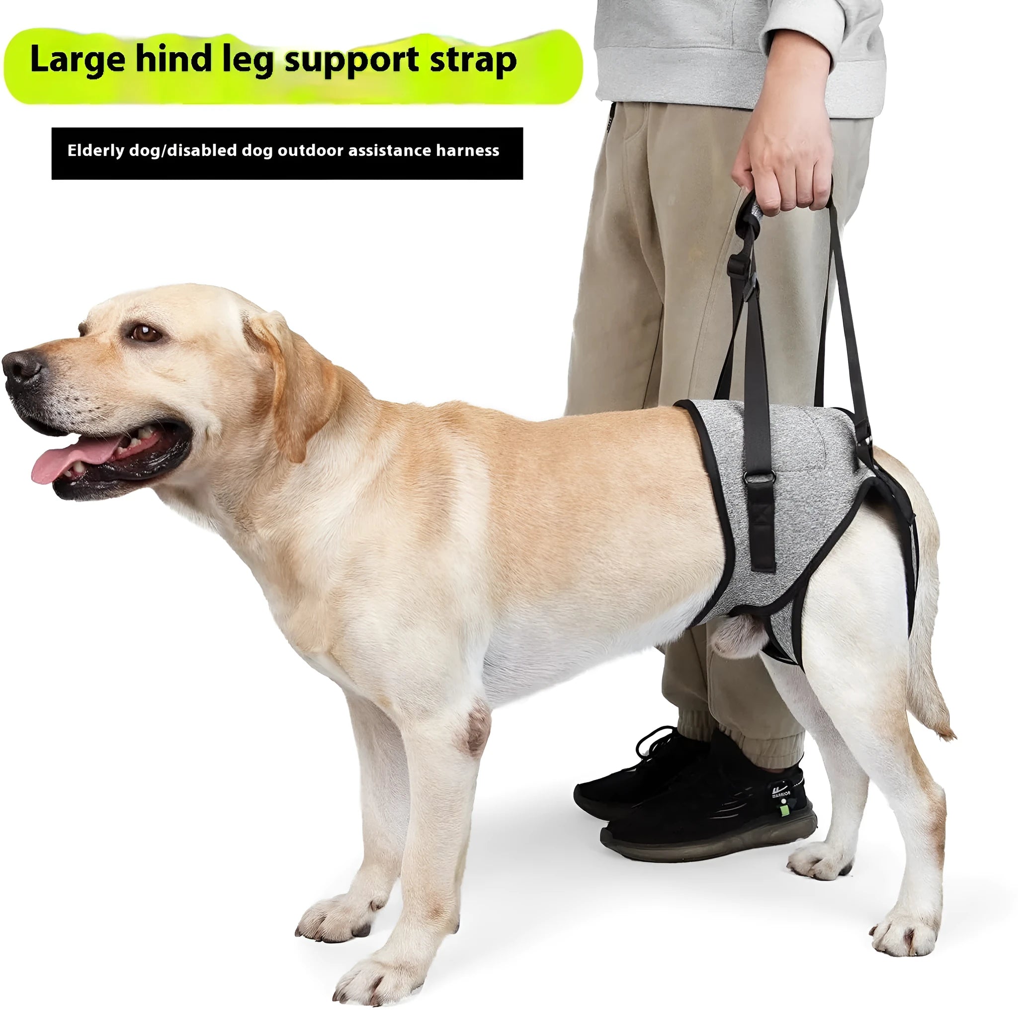 Grey neoprene dog hind leg recovery belt shown with sizing chart for waist and thigh measurements