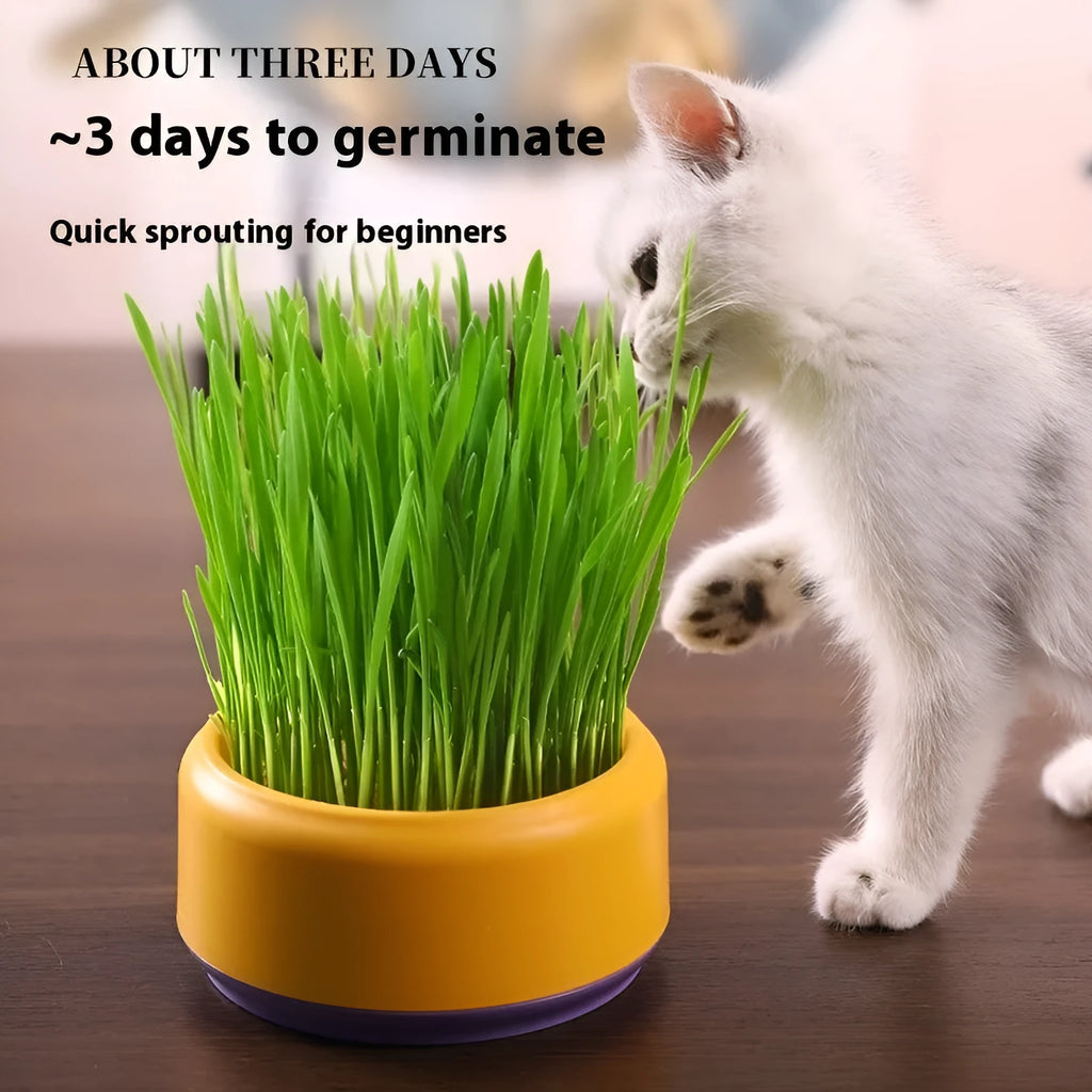 Hydroponic cat grass kit with cultivation cup and seed packs in blue, green, and yellow options