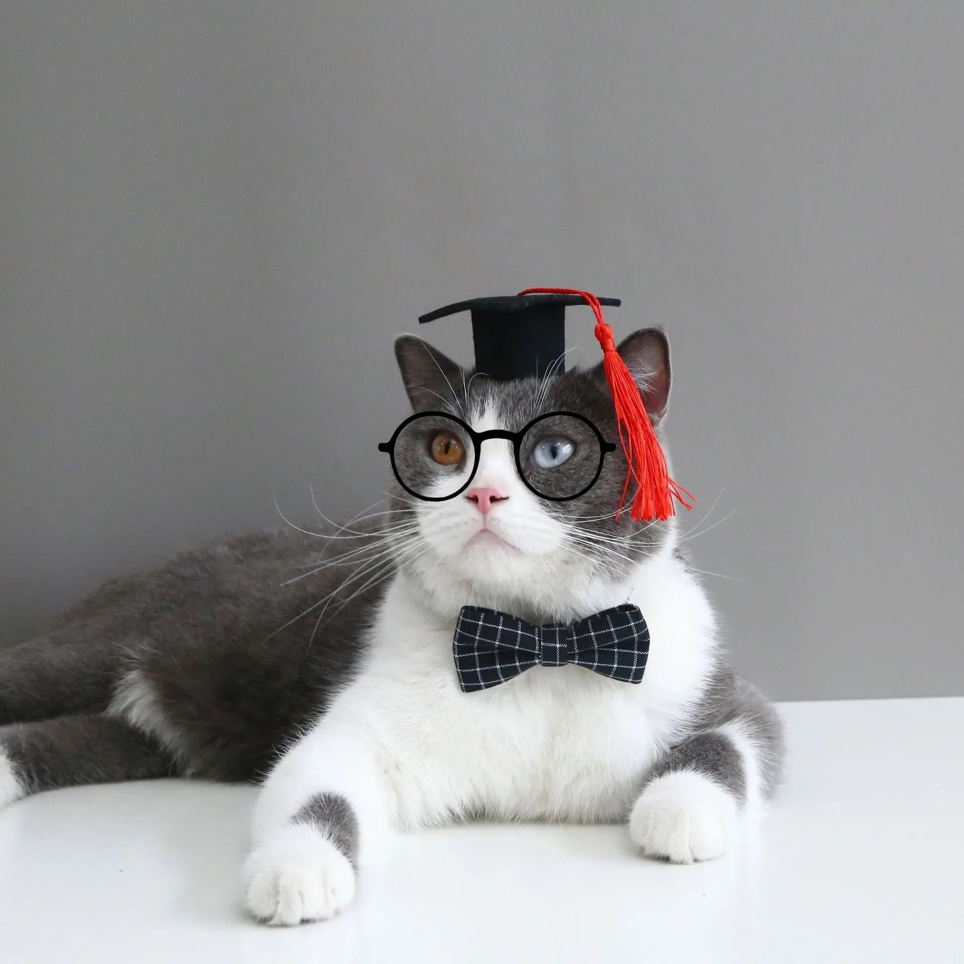 Pet wearing a British-style graduation cap hair band and matching bow tie