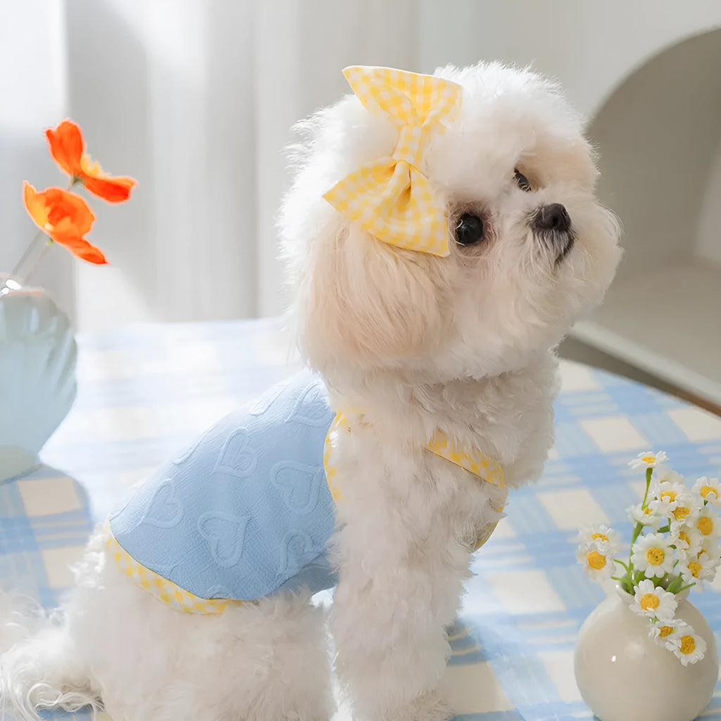 Small dog wearing a blue heart-texture vest with bow suspenders and a matching hairband.