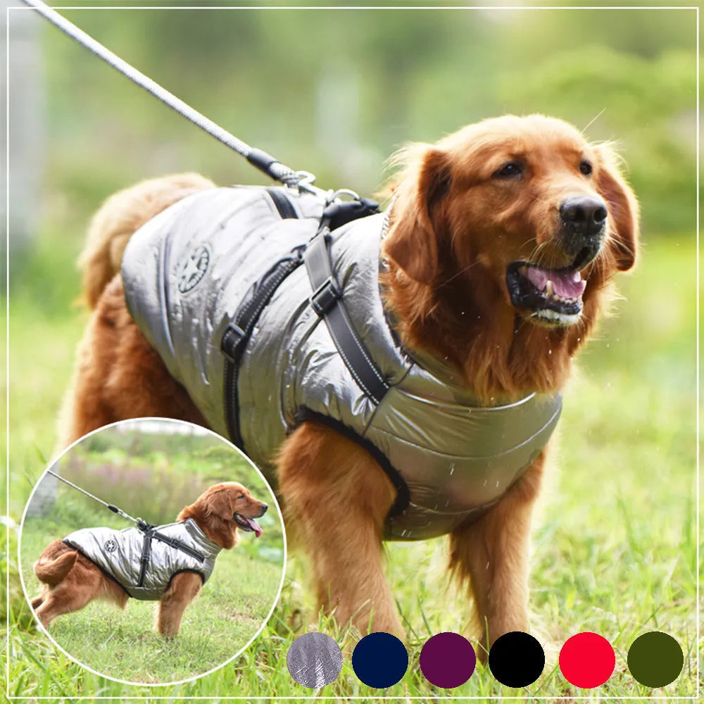 A red waterproof dog coat with an integrated harness on a Labrador retriever.