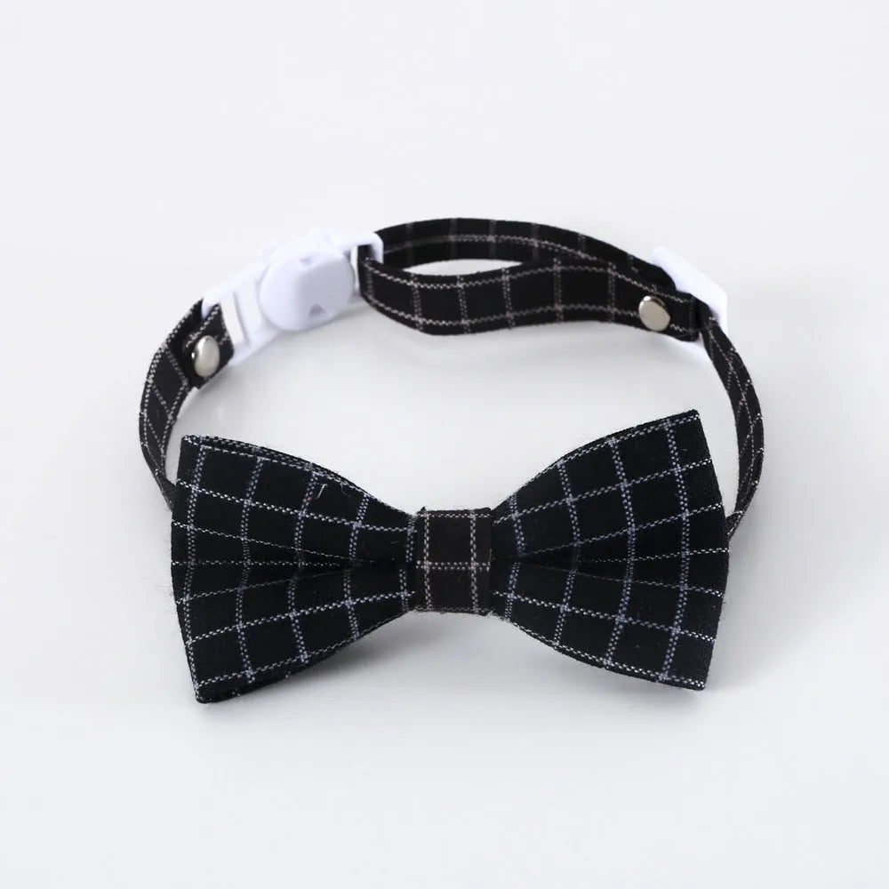 Pet wearing a British-style graduation cap hair band and matching bow tie