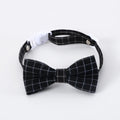 Pet wearing a British-style graduation cap hair band and matching bow tie