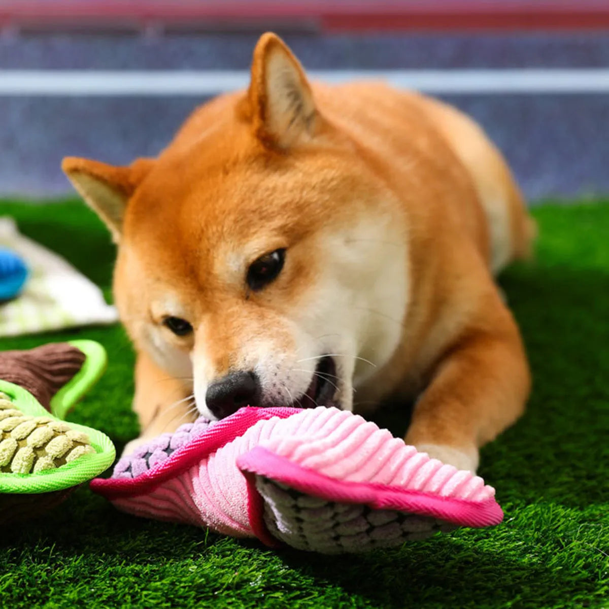 Blue teddy dog toy shaped like a bone with a corn fleece lining and integrated sound module