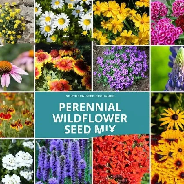 Packet of mixed wildflower seeds containing purpleflower holly leaf and drought-resistant grass seeds.