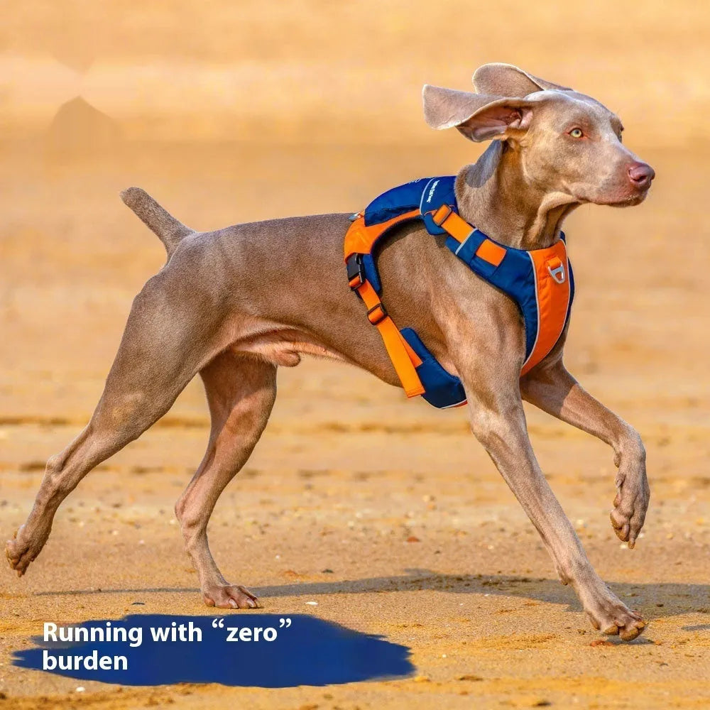 Orange and blue nylon dog chest strap vest lead shown on a dog.