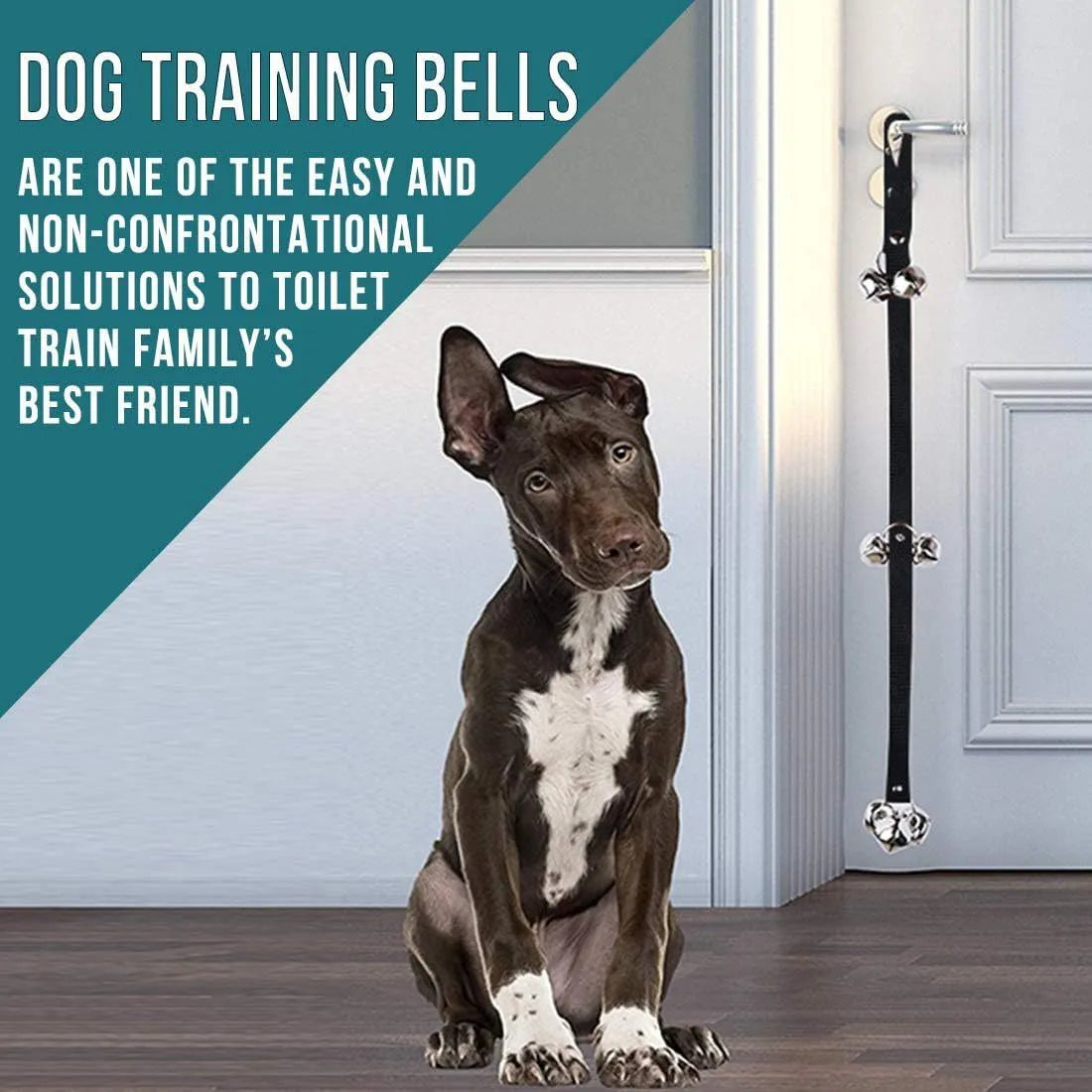 Dog training doorbell with several silver metal bells hanging from an adjustable nylon leash.