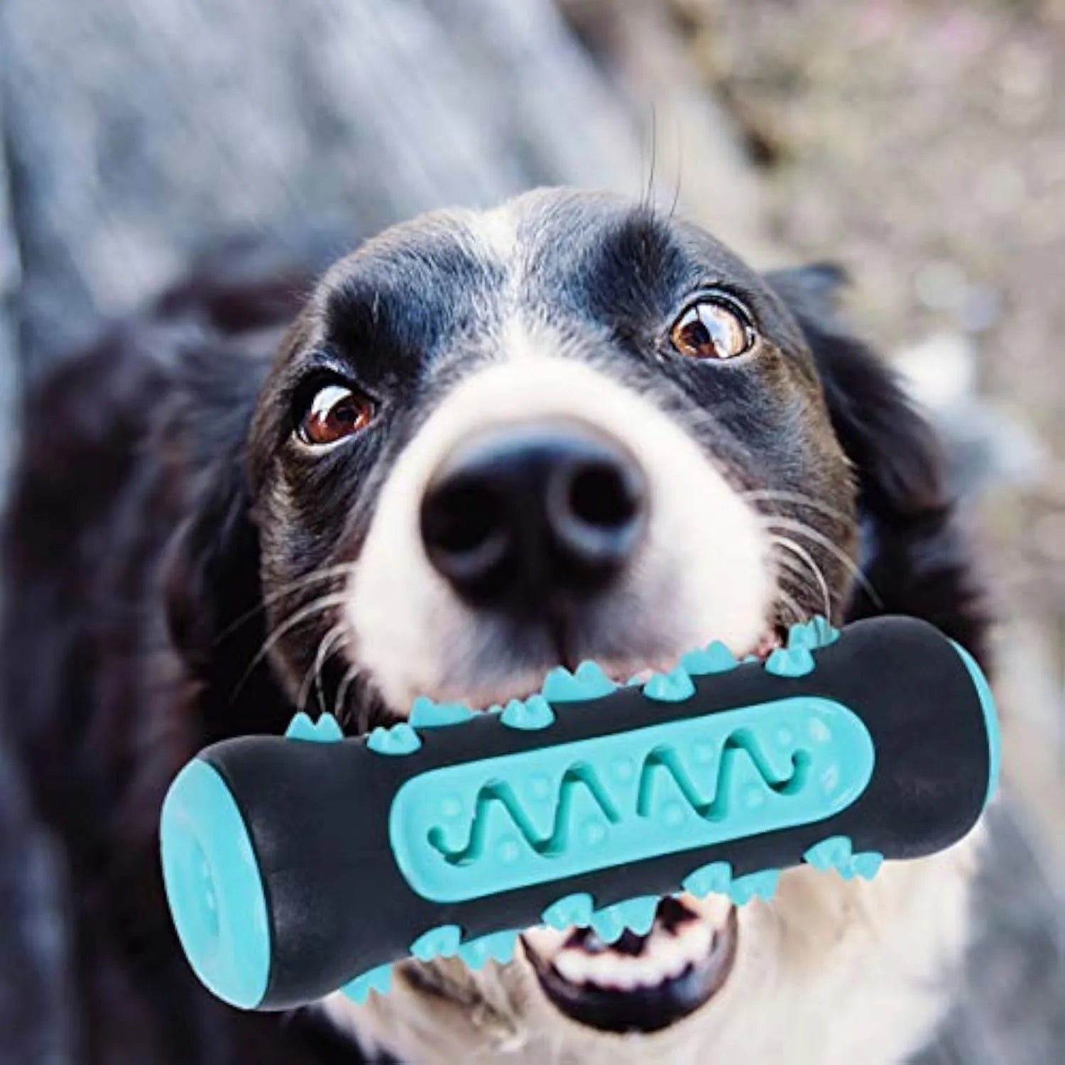 Natural rubber dog dental chew stick toy in blue colour with cleaning nubs.