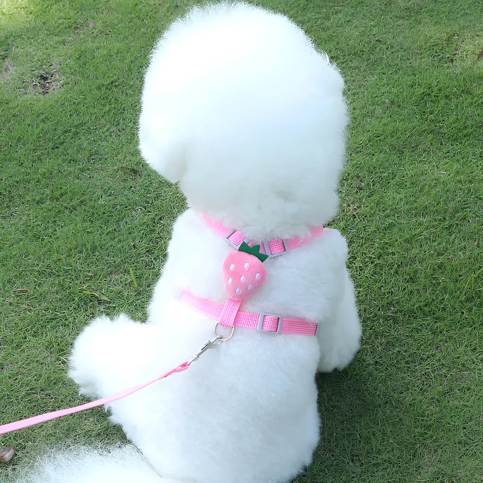 Reflective chest strap vest harness and rope leash set for a small dog, shown in avocado green colour.