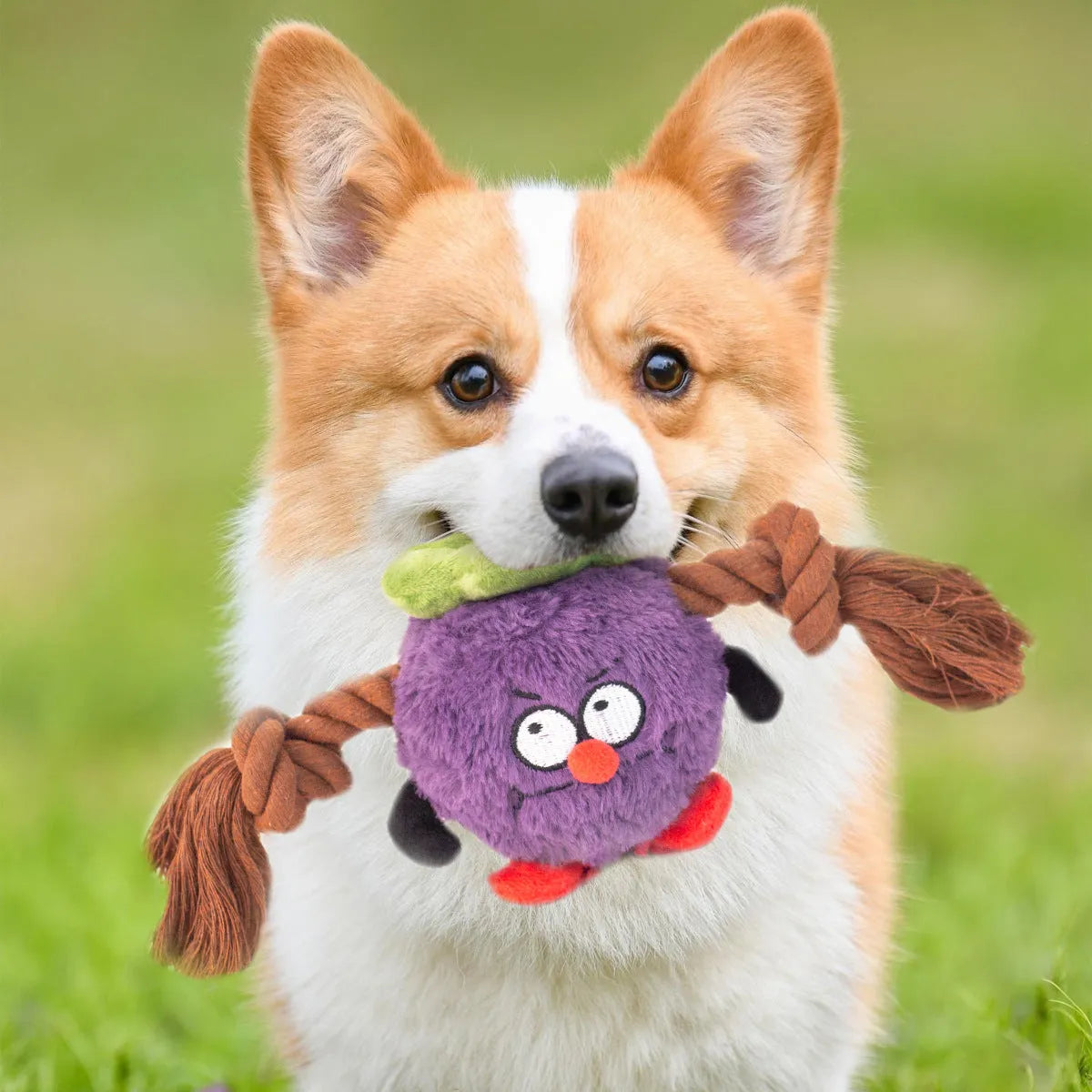 Green and purple interactive plush rope knot dog toy with molar tooth texture for tug of war and chewing.