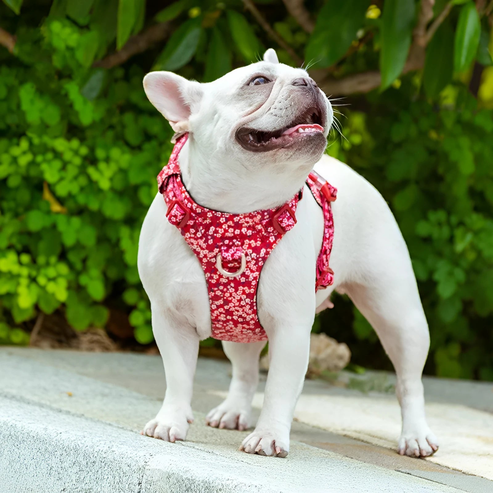 Pure cotton pet chest strap with floral pattern in red, green, or blue for dogs
