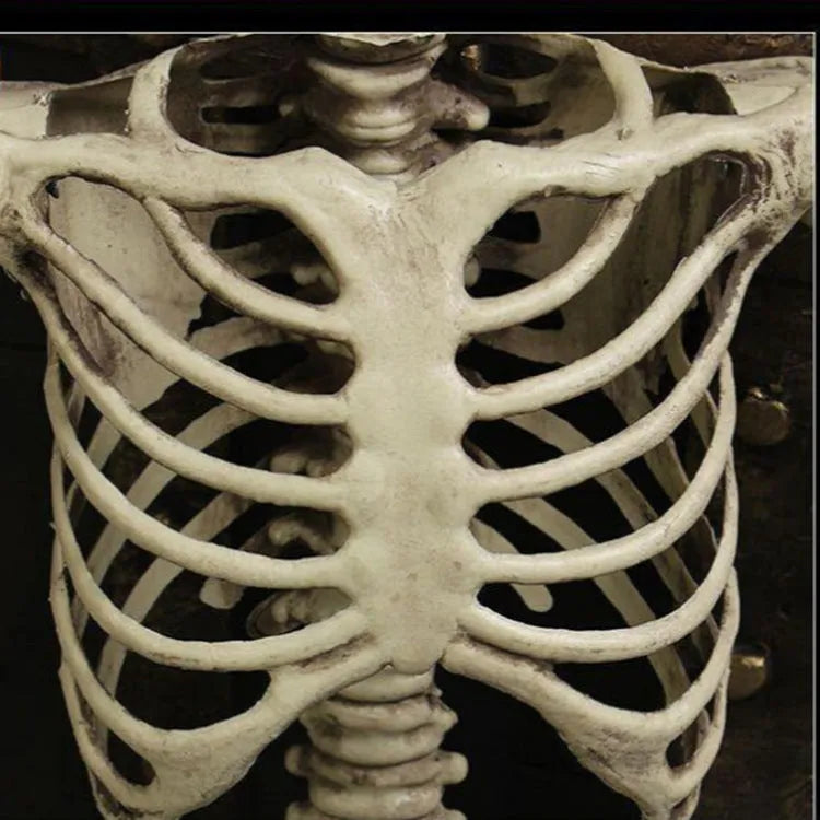 170cm tall plastic skeleton prop with detailed skull for Halloween and display use