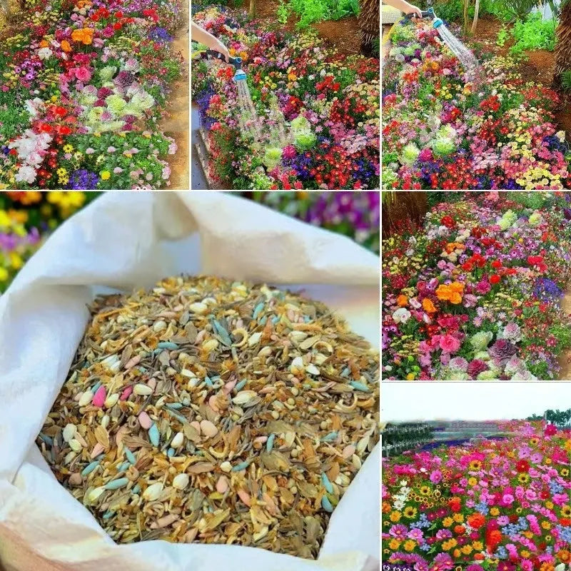 Packet of mixed wildflower seeds containing purpleflower holly leaf and drought-resistant grass seeds.