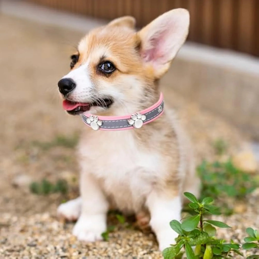 Reflective adjustable PU leather dog collar with a metal paw-shaped rivet on a size chart.