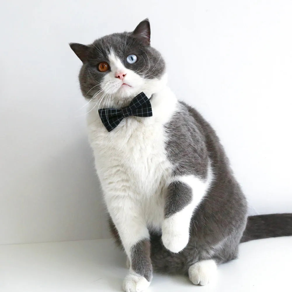 Pet wearing a British-style graduation cap hair band and matching bow tie
