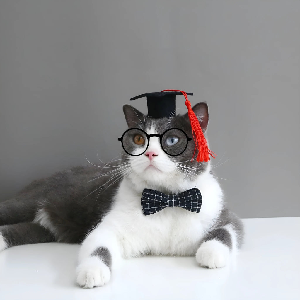 Pet wearing a British-style graduation cap hair band and matching bow tie