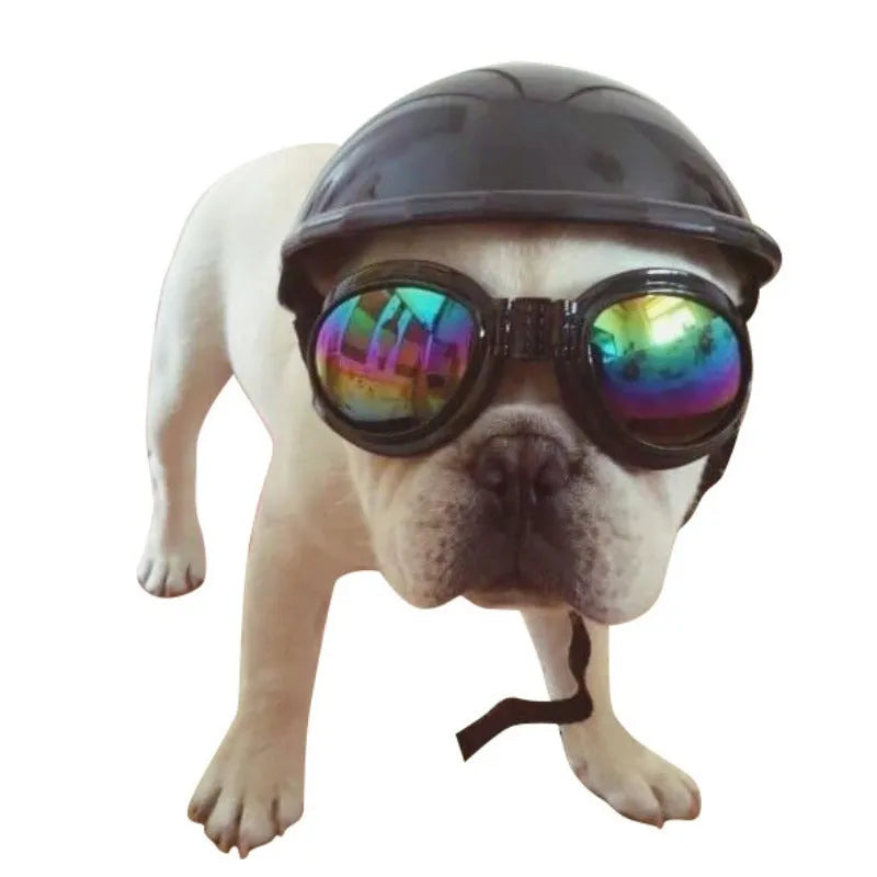 Plastic dog motorcycle cap helmet in various colours and sizes on a table