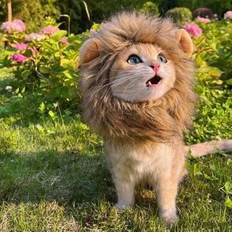 Lion mane pet costume wig on cat showing artificial hair texture and adjustable elastic band