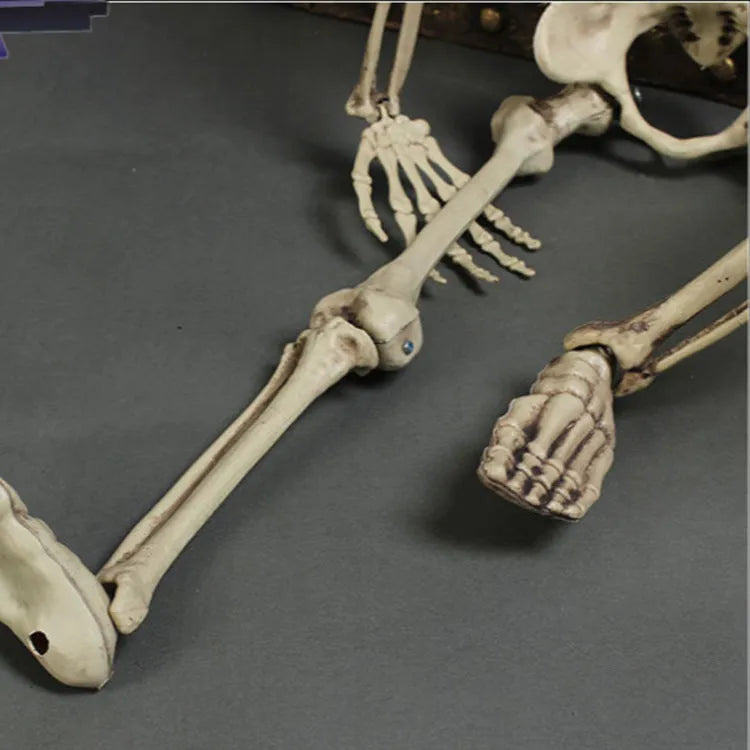 170cm tall plastic skeleton prop with detailed skull for Halloween and display use