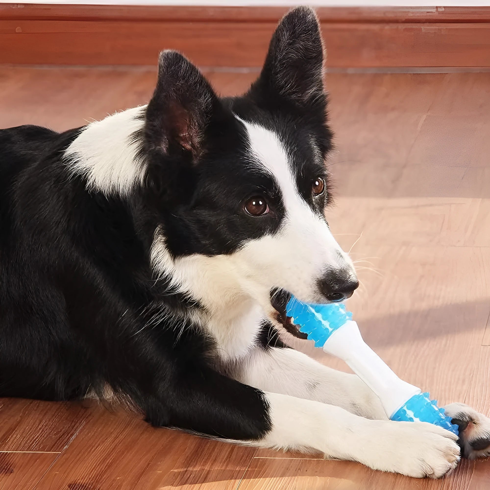 Dual-colour puppy teething chew toy made from TPR rubber and PU materials in three sizes