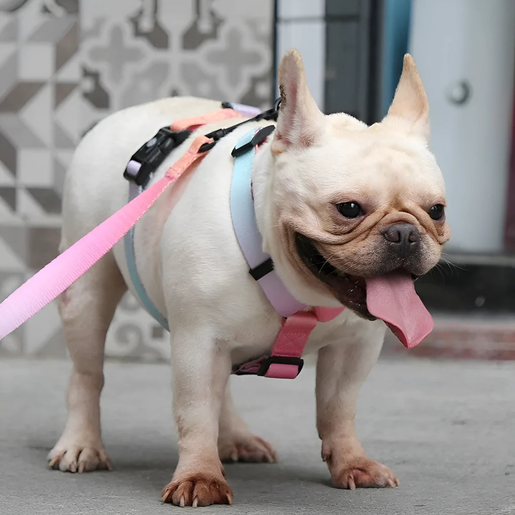 Adjustable polyester dog harness with gradient colour chest strap in scenic design