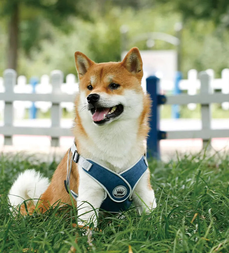Adjustable dog harness with reflective mesh in multiple colours, showing metal ring and leash attachment
