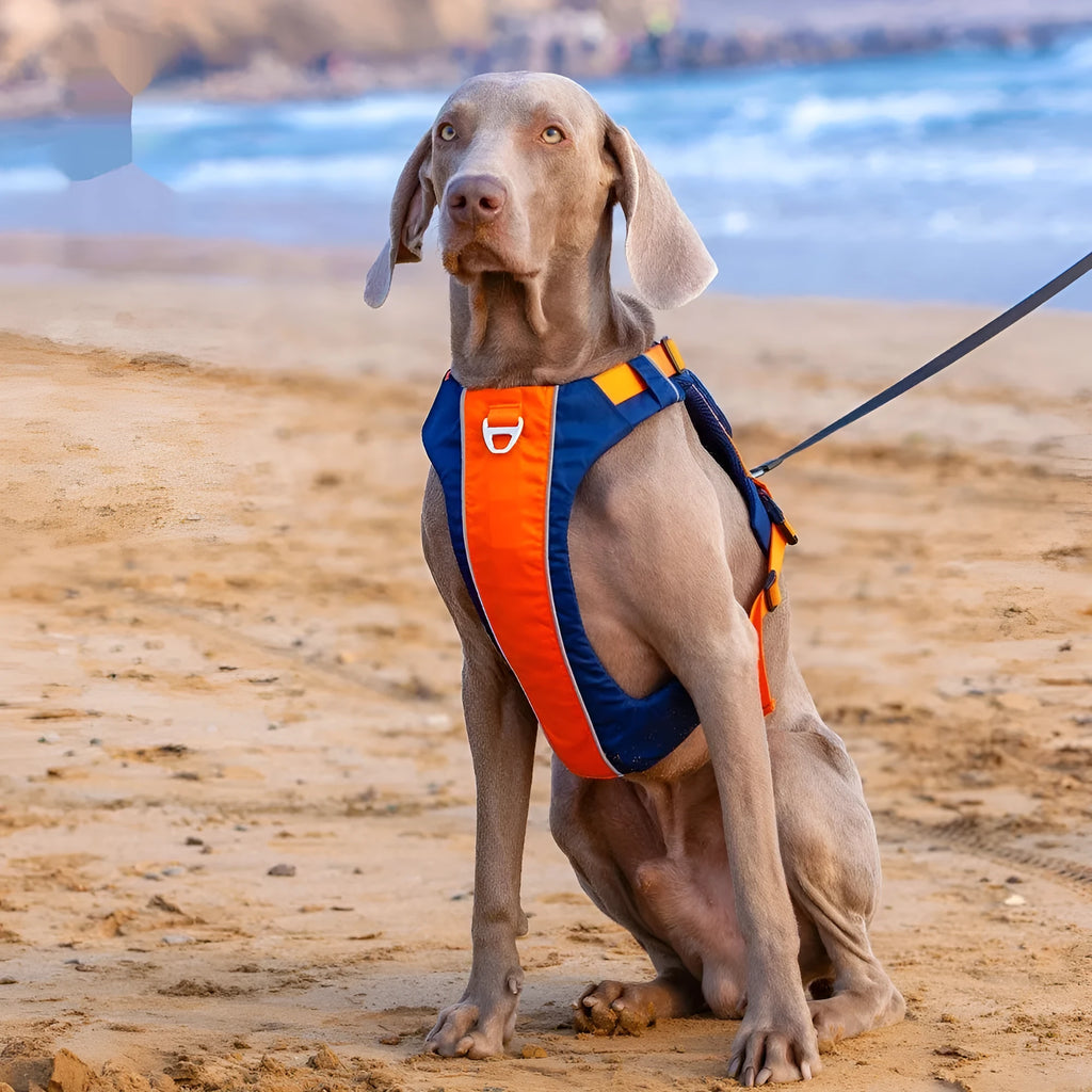 Orange and blue nylon dog chest strap vest lead shown on a dog.