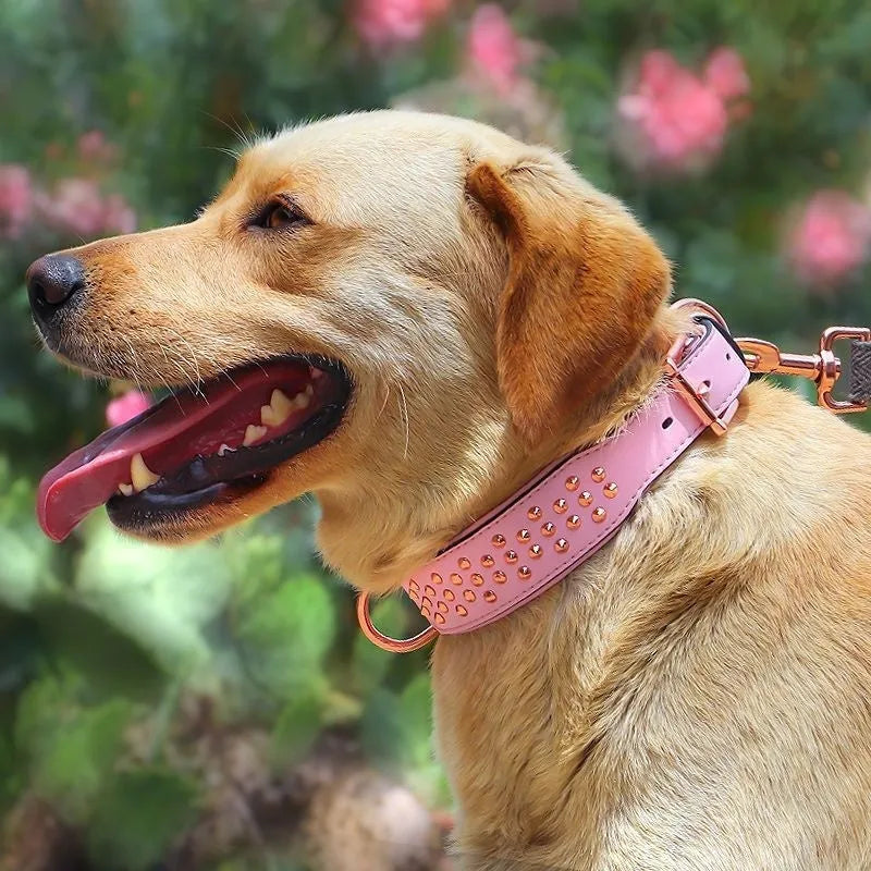 Leather dog collar in chocolate colour with metal rivets and adjustable fastener.