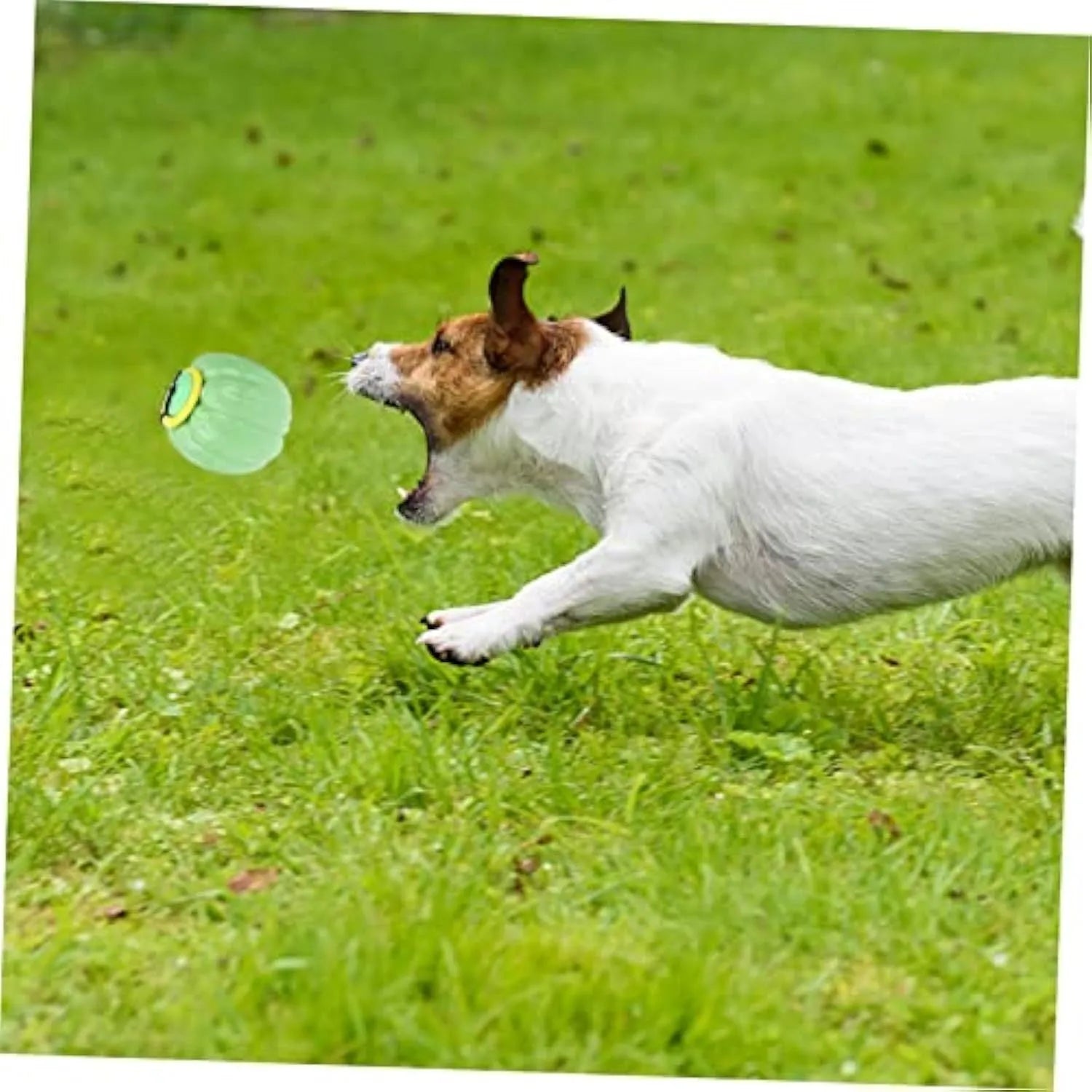 Green, orange, and yellow plastic pumpkin-shaped dog chew toy with squeaker.