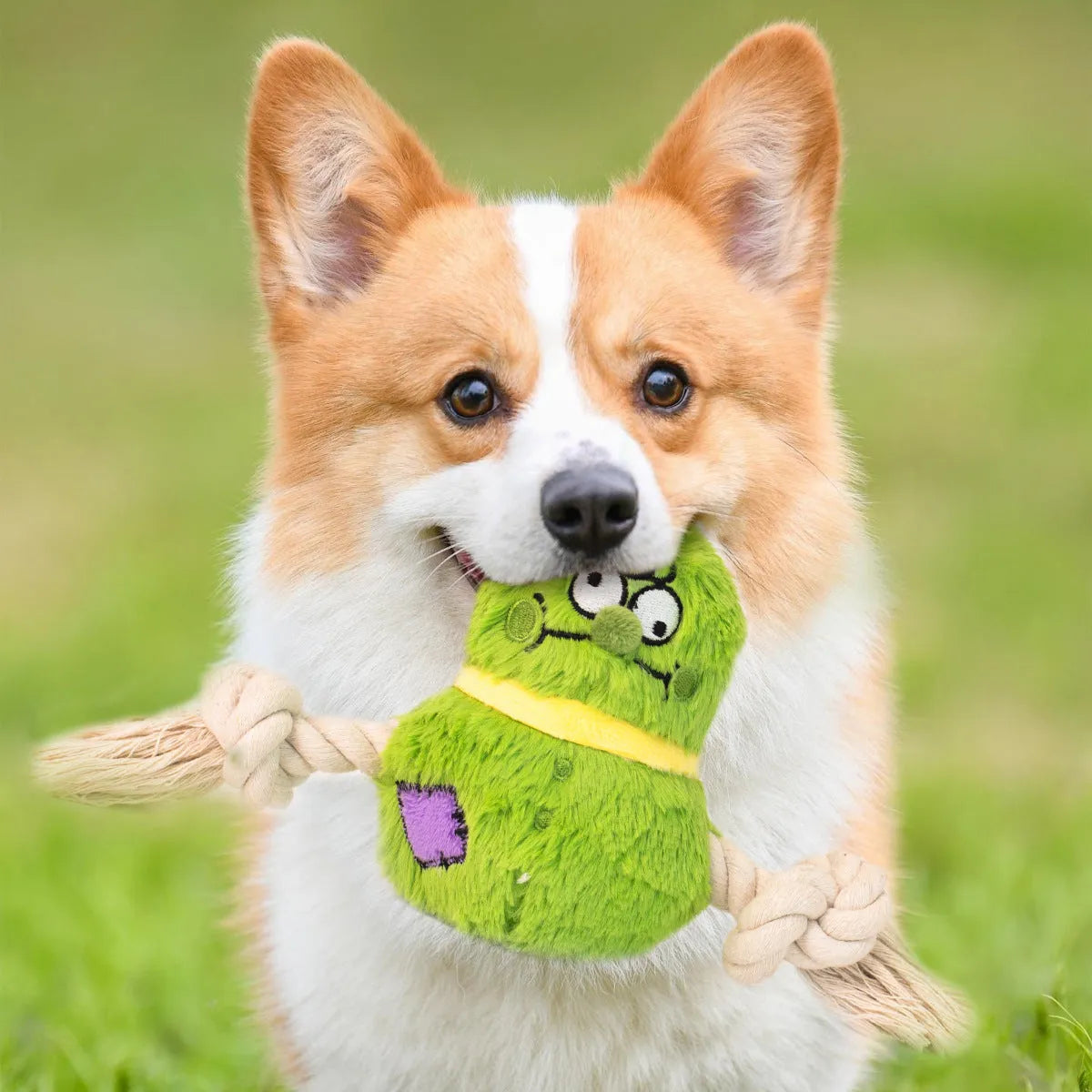 Green and purple interactive plush rope knot dog toy with molar tooth texture for tug of war and chewing.