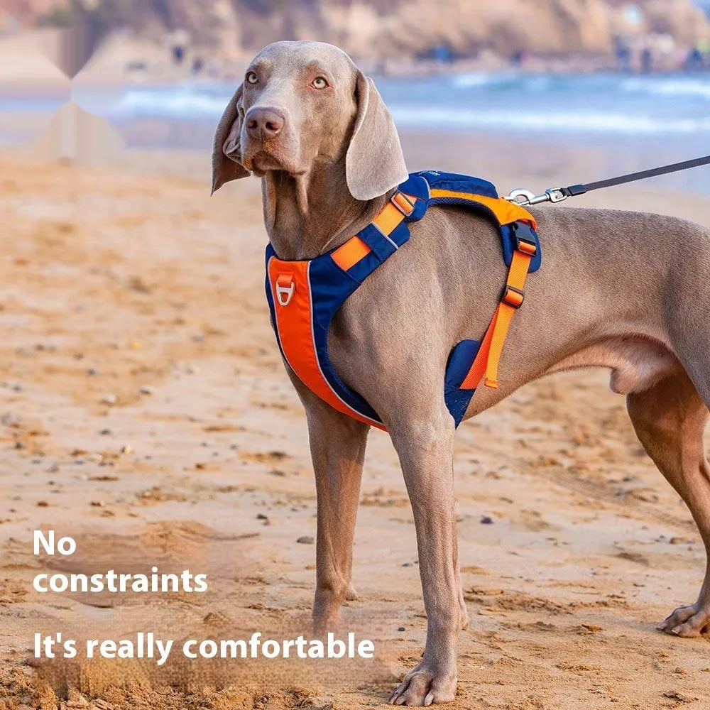 Orange and blue nylon dog chest strap vest lead shown on a dog.