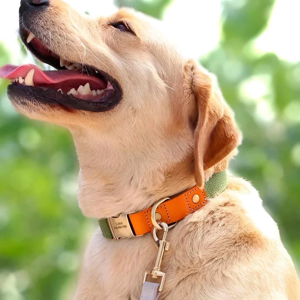 Small dog mohair collar and lead set in Mo Landi green with coordinating lettering on the rope.