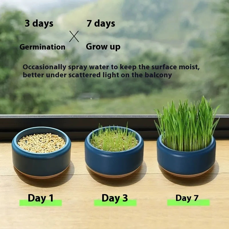 Hydroponic cat grass kit with cultivation cup and seed packs in blue, green, and yellow options
