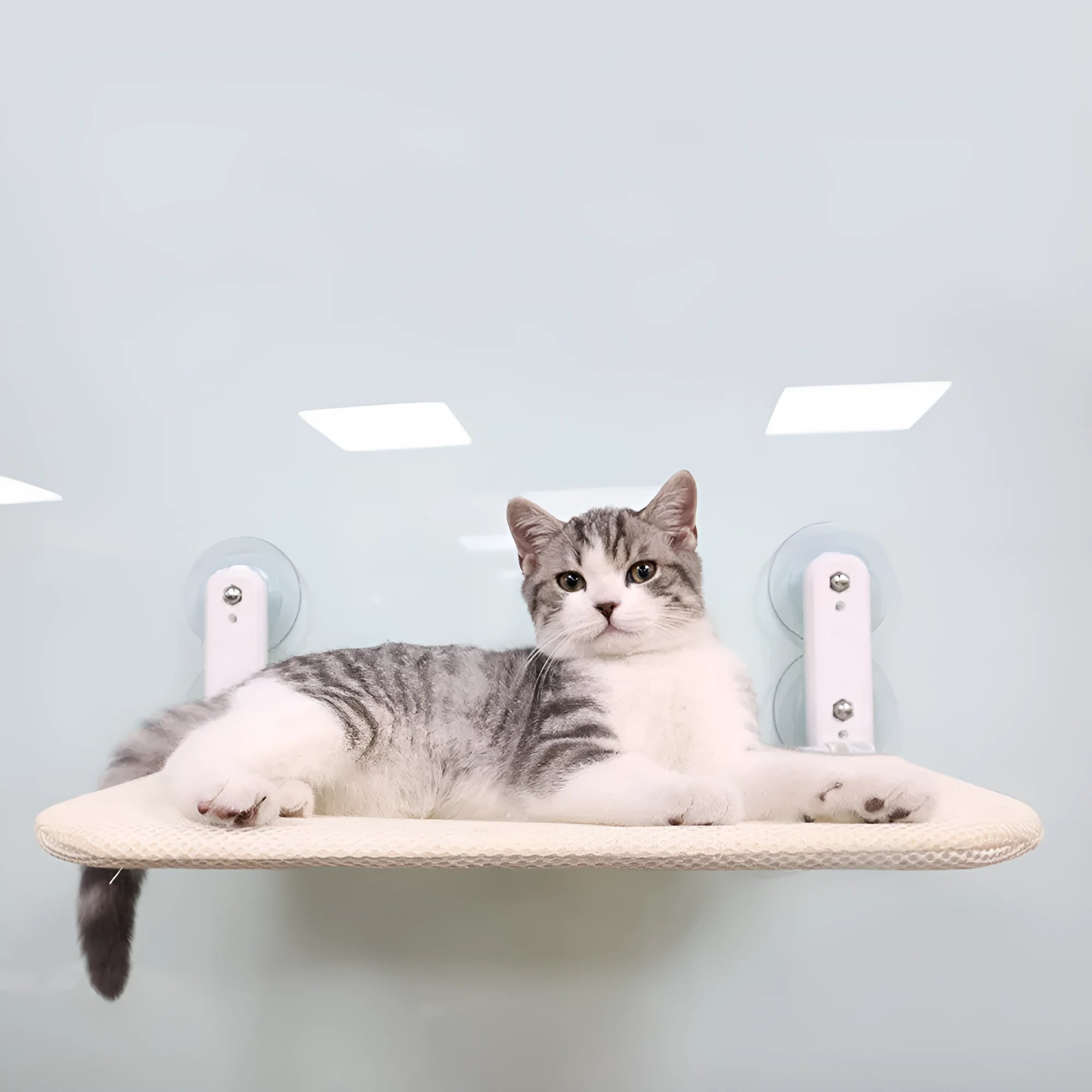 Universal foldable cat hammock seat with stainless steel suction cups mounted on a window