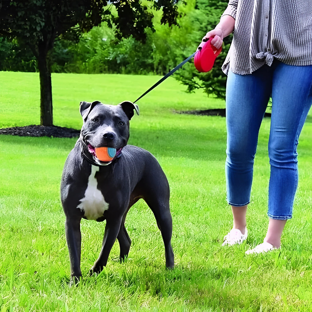 TPR dog training ball with molar texture and sounding feature in 6.5cm size